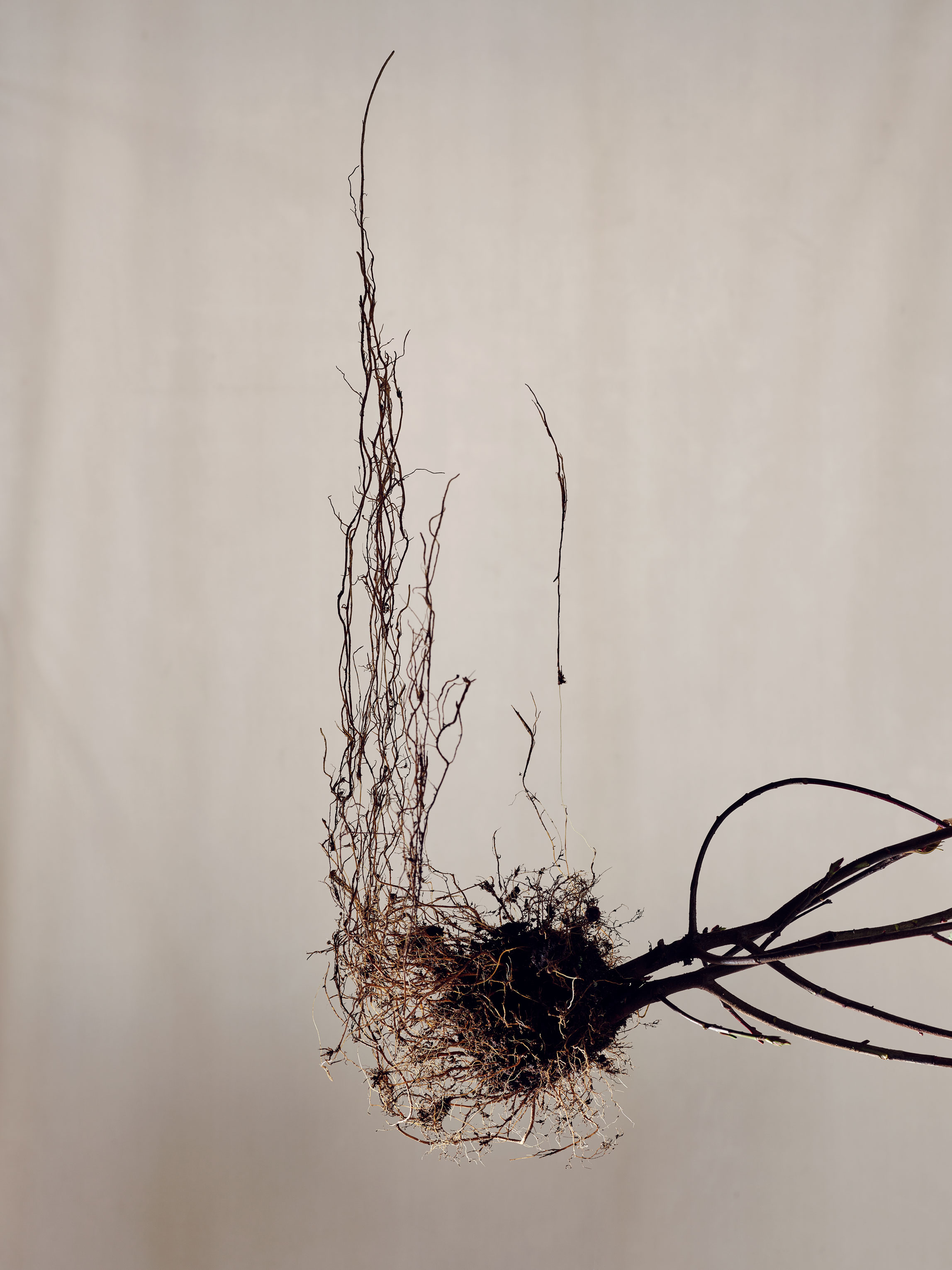 Rakesprogress | Roots
