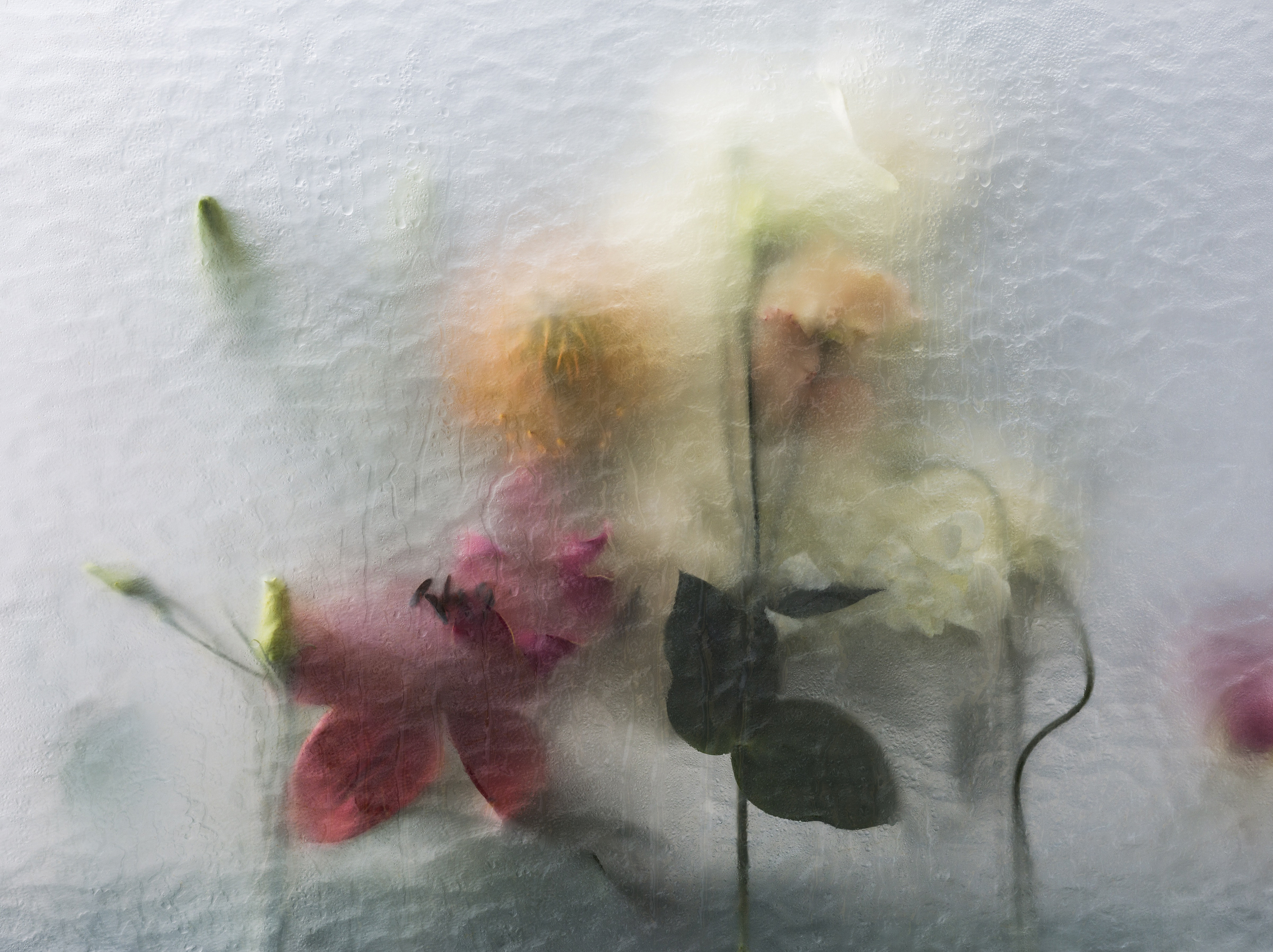 Fine Blooms