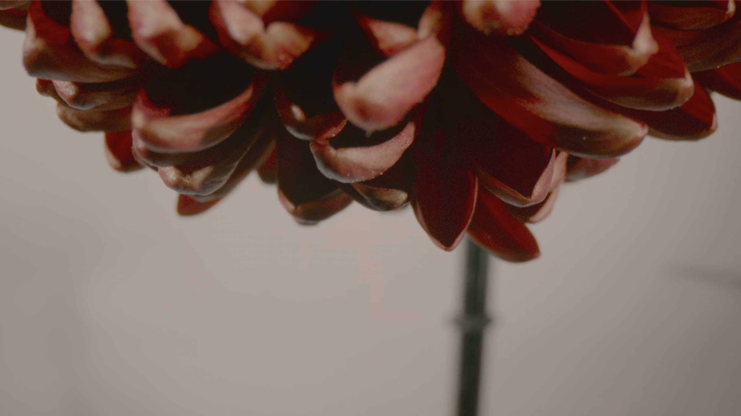 Dahlia