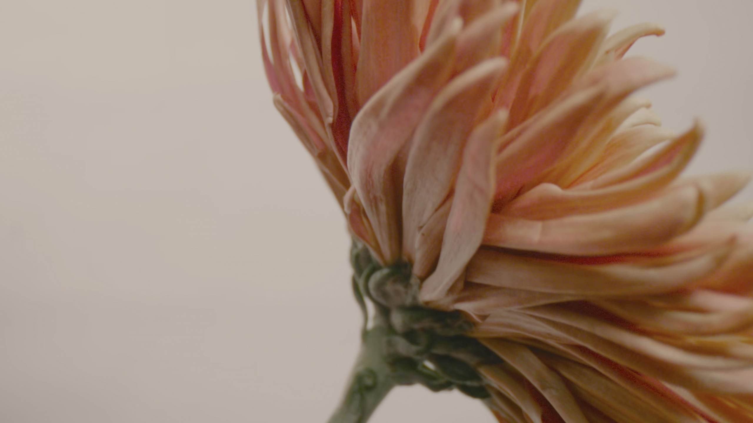 Dahlia
