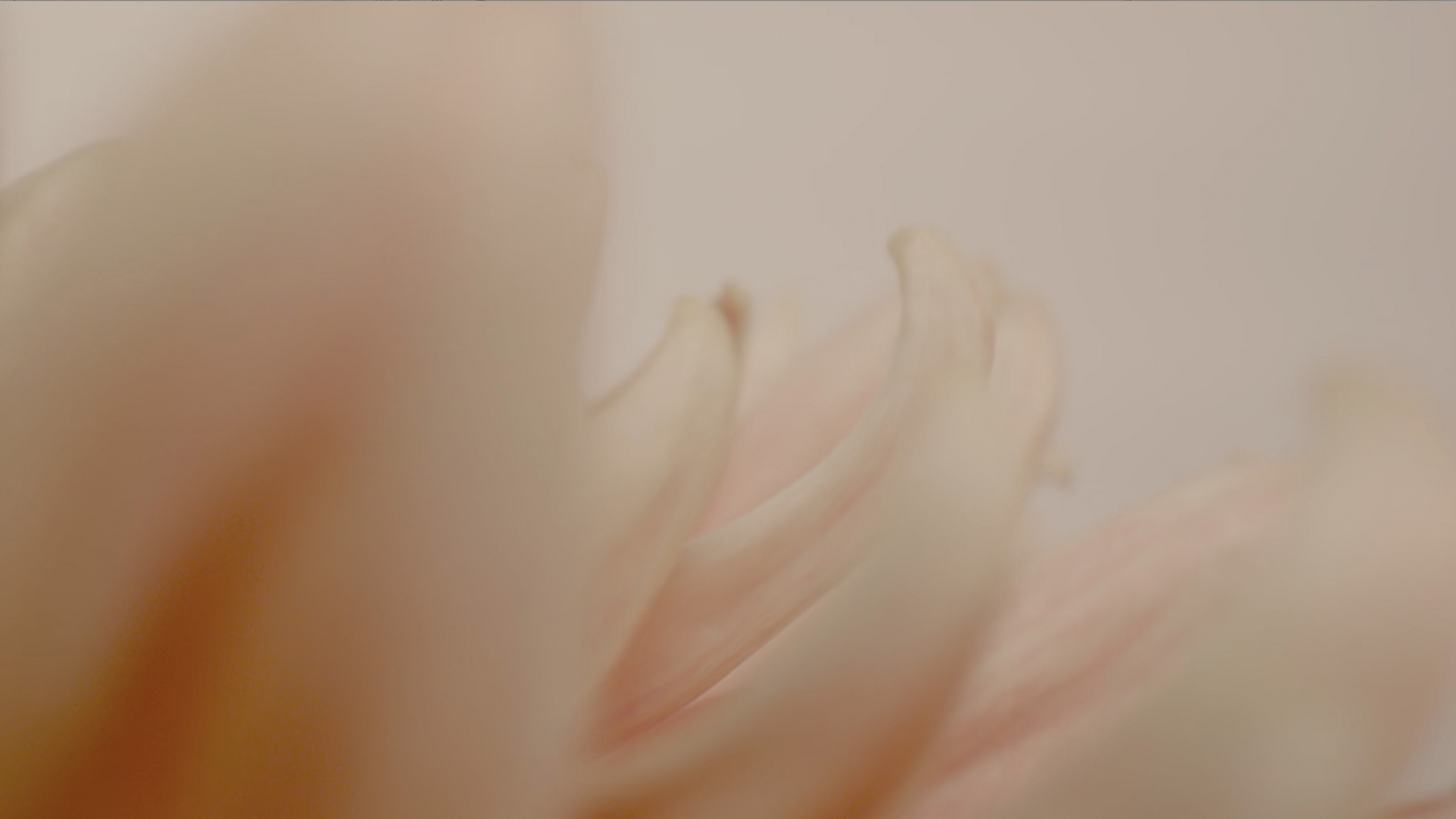 Dahlia