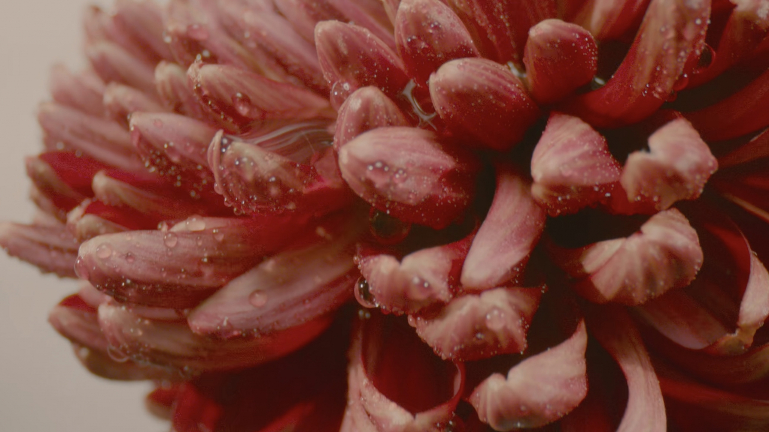 Dahlia