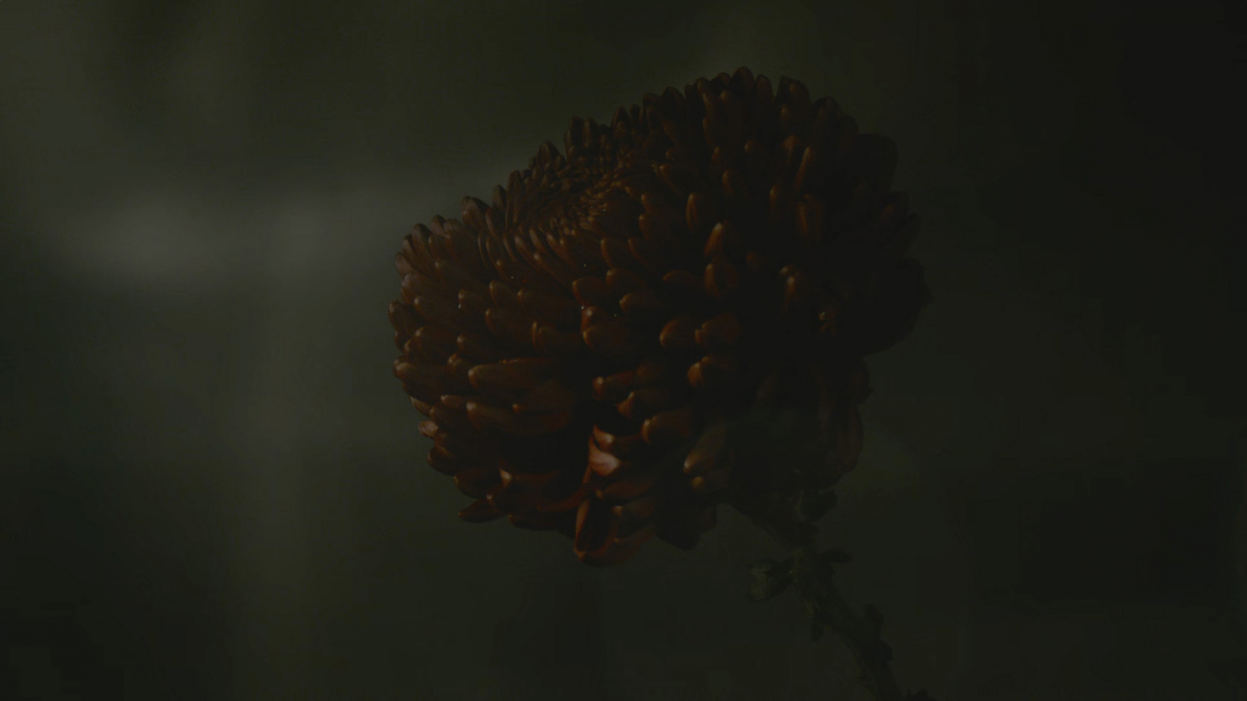 Dahlia