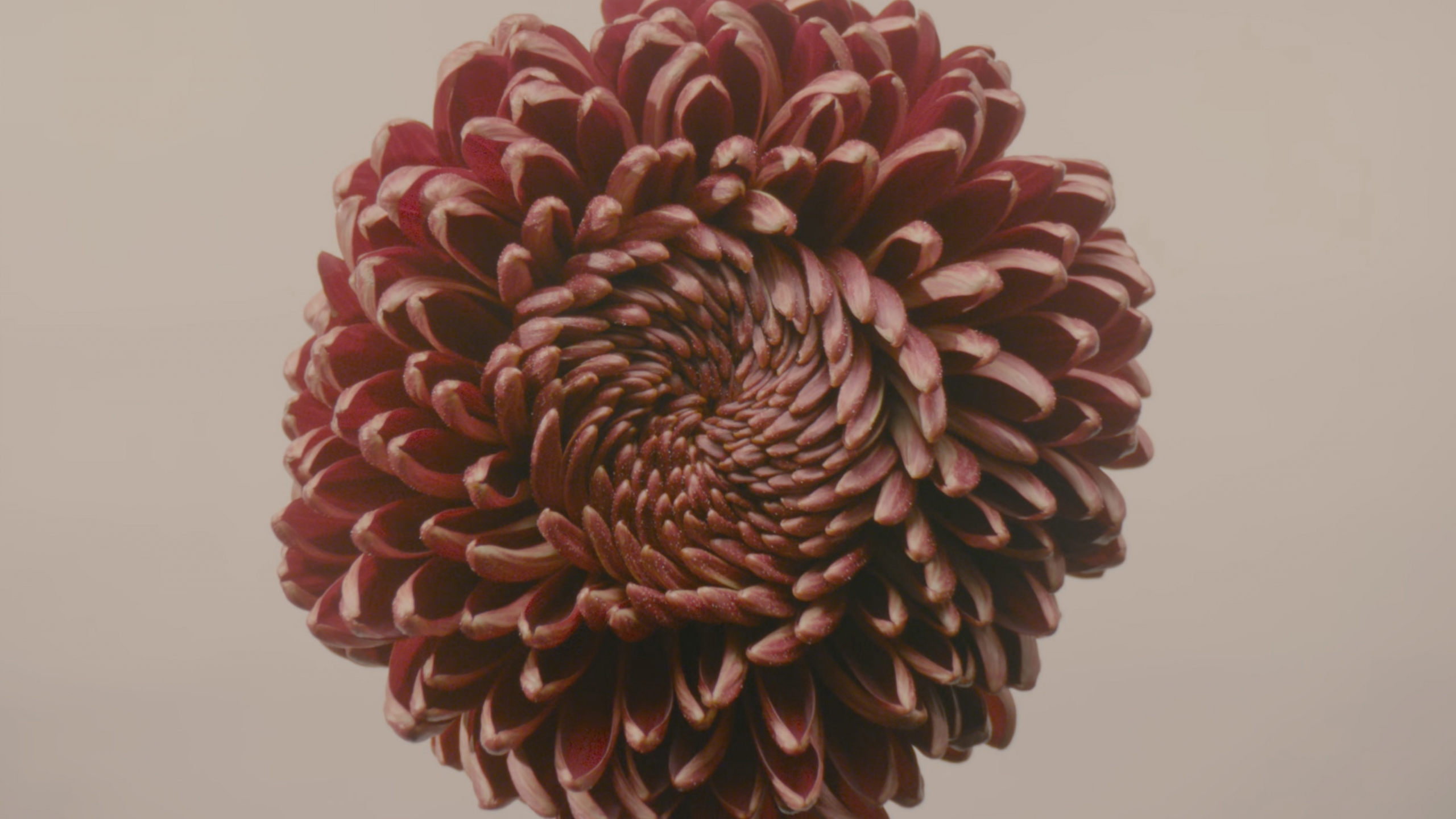 Dahlia