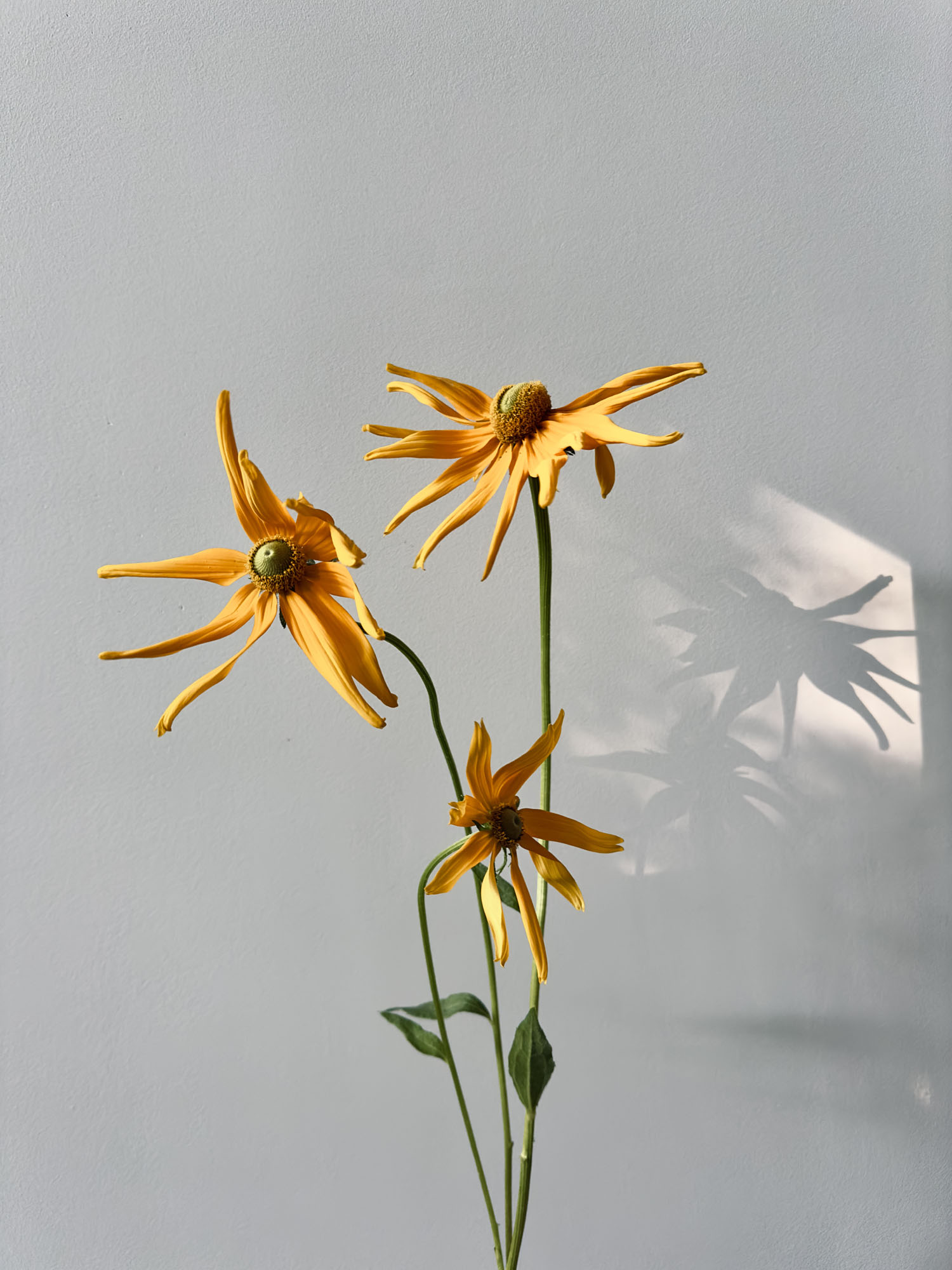 DOT Flower Studio