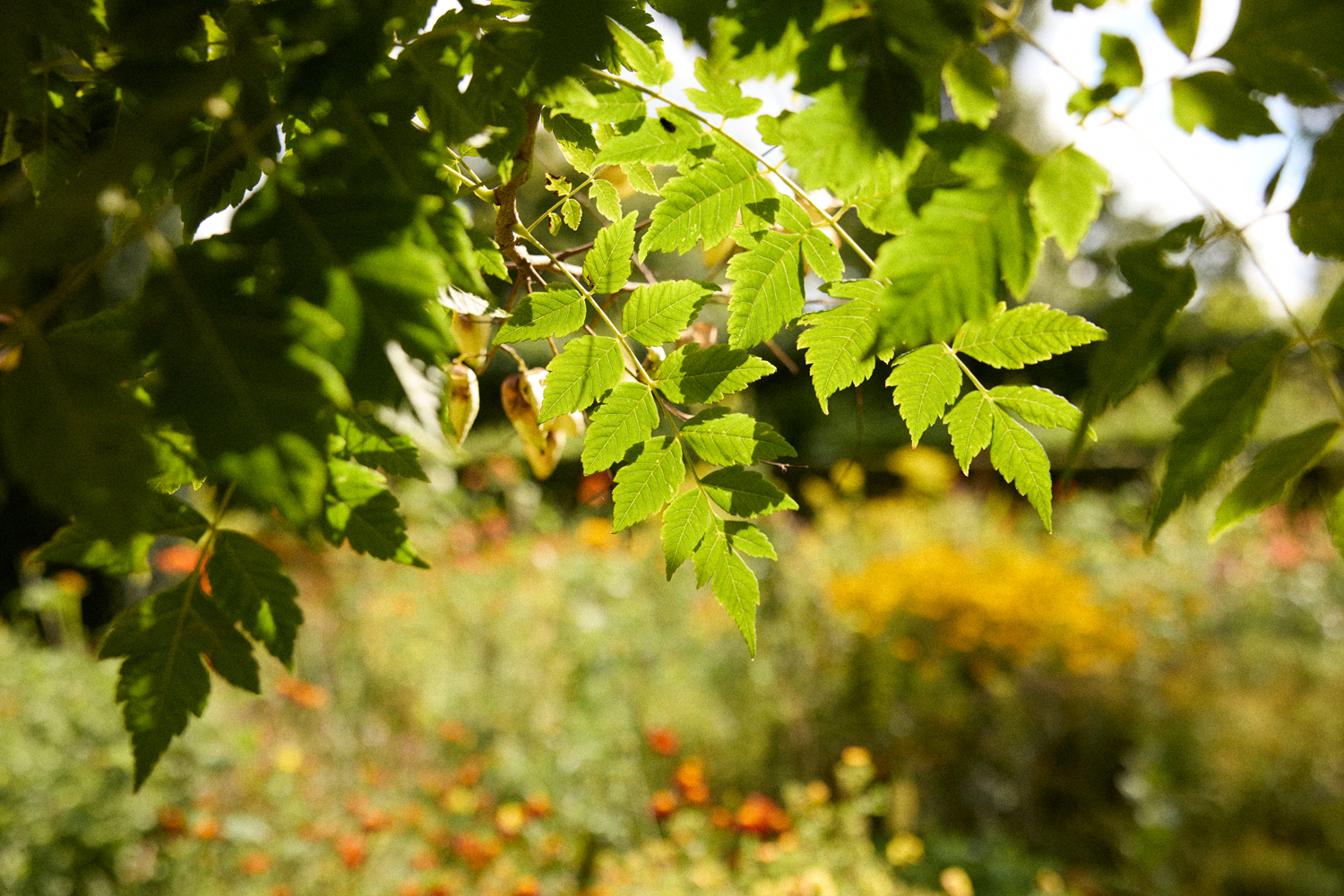 Sissinghurst Gardens